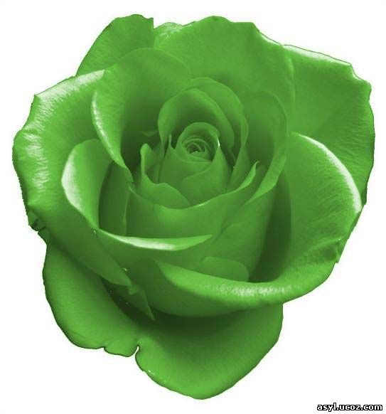 роза зеленого и желтого цвета 